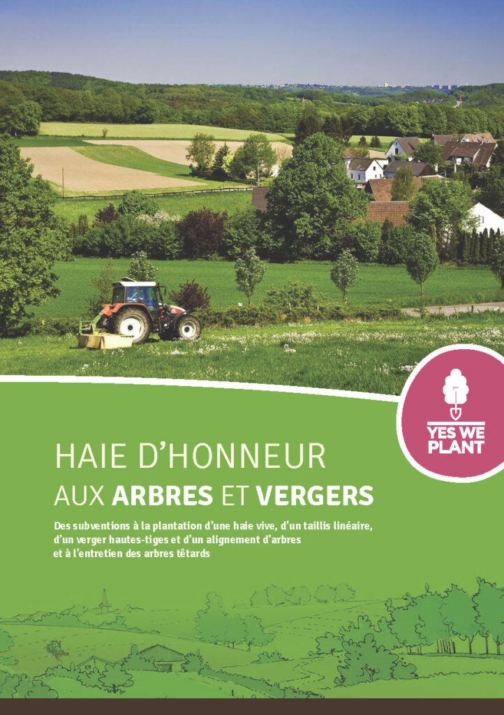 Des subventions à la plantation d’une haie vive, d’un taillis linéaire, d’un verger hautes-tiges et d’un alignement d’arbres et à l’entretien des arbres têtards