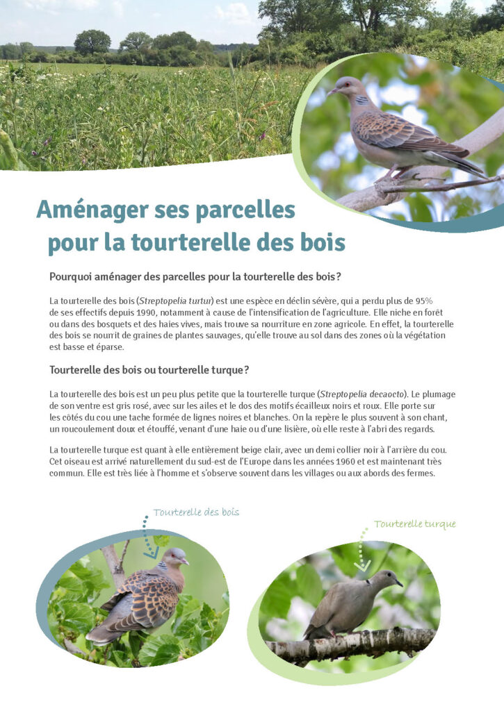 Aménager ses parcelles pour la tourterelle des bois